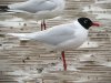 Mediterranean Gull at Westcliff Seafront (Steve Arlow) (110439 bytes)